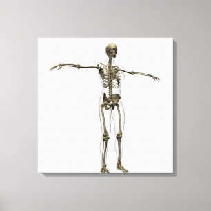 Medische illustratie van het volledige Vrouw skele Canvas Afdruk