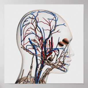 Medische illustratie van hoofdletsels 1 poster