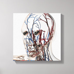 Medische illustratie van hoofdsteunen 2 canvas afdruk