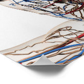 Medische illustratie van hoofdsteunen 2 poster (Hoek)