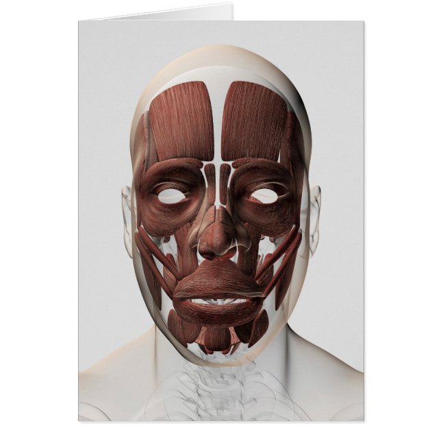 Medische illustratie van mannelijke gezichtsspiere (Voorkant)