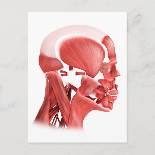 Medische illustratie van mannelijke gezichtsspiere briefkaart (Voorkant)