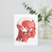 Medische illustratie van mannelijke gezichtsspiere briefkaart (Staand voorkant)