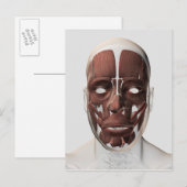 Medische illustratie van mannelijke gezichtsspiere briefkaart (Voorkant / Achterkant)