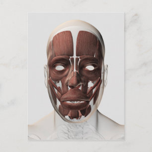 Medische illustratie van mannelijke gezichtsspiere briefkaart