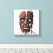 Medische illustratie van mannelijke gezichtsspiere canvas afdruk (Insitu (Houten vloer))