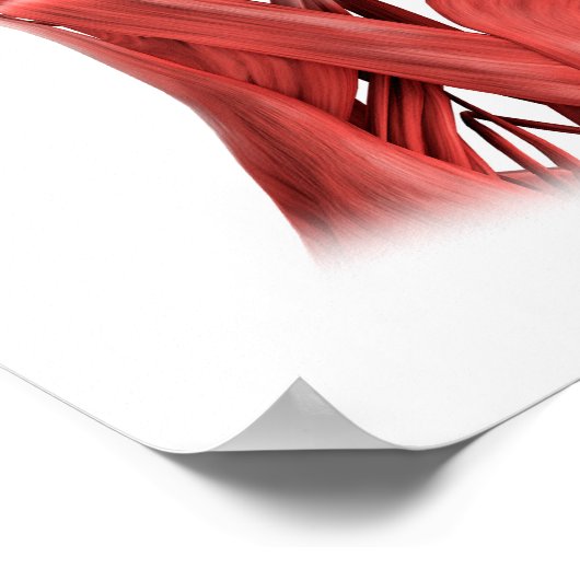 Medische illustratie van mannelijke gezichtsspiere poster (Hoek)