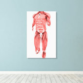 Medische illustratie van mannelijke spieren met dr canvas afdruk (Insitu (Houten vloer))