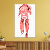 Medische illustratie van mannelijke spieren met dr canvas afdruk (Insitu (Woonkamer))