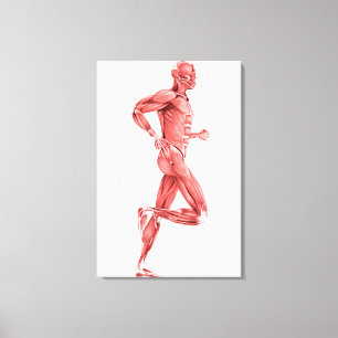 Medische illustratie van mannelijke spieren met dr canvas afdruk