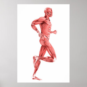Medische illustratie van mannelijke spieren met dr poster