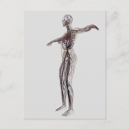 Medische illustratie van Vrouw-arteriën, vinnen Briefkaart (Voorkant)