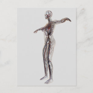 Medische illustratie van Vrouw-arteriën, vinnen Briefkaart