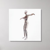 Medische illustratie van Vrouw-arteriën, vinnen Canvas Afdruk (Voorkant)