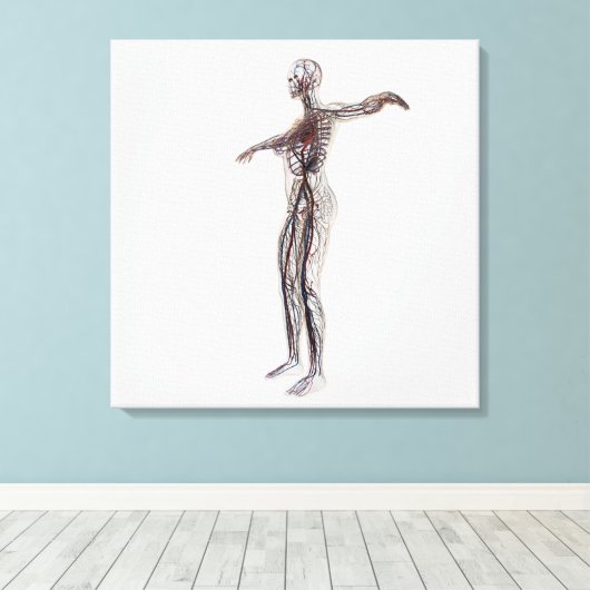 Medische illustratie van Vrouw-arteriën, vinnen Canvas Afdruk (Insitu (Houten vloer))