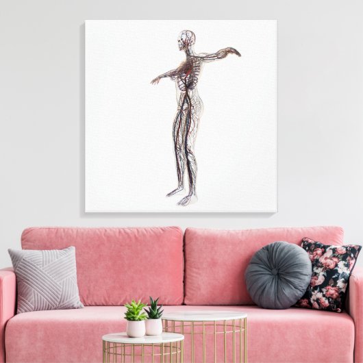 Medische illustratie van Vrouw-arteriën, vinnen Canvas Afdruk (Insitu (Woonkamer))