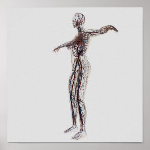 Medische illustratie van Vrouw-arteriën, vinnen Poster