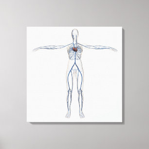 Medische illustratie: Vrouw Circulatoir systeem 1 Canvas Afdruk