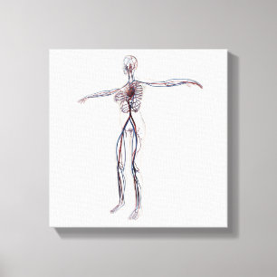 Medische illustratie: Vrouw Circulatoir systeem 2 Canvas Afdruk