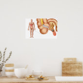 Medische isolatie van een aanhangsel poster (Keuken)