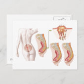 Medische isolatie van een proefcyclus briefkaart (Voorkant / Achterkant)