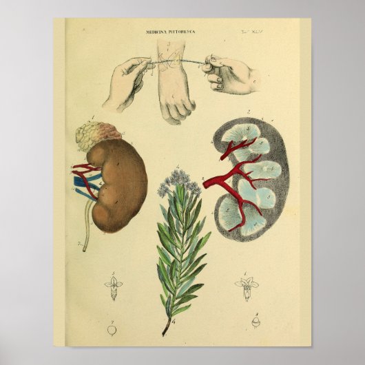 Medische rist chirurgie Nieren Anatomie Kunst Afdr Poster (Voorkant)