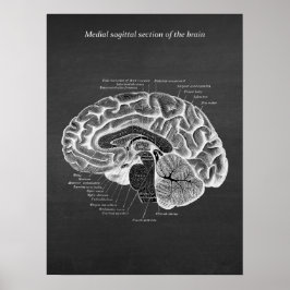 Medische Sagittal Sectie van de Brain print nr. 2
