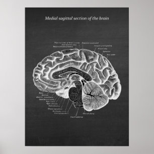 Medische Sagittal Sectie van de Brain print nr. 2