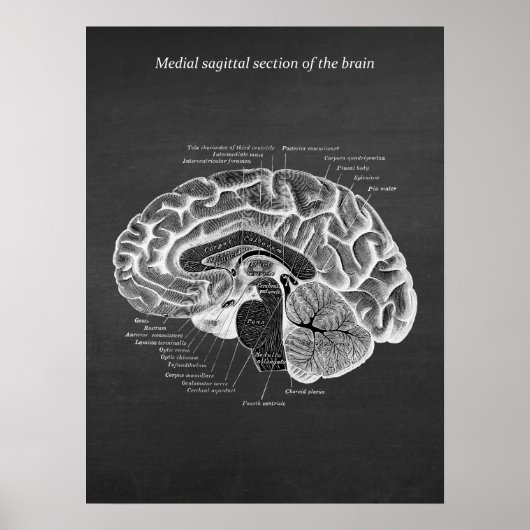Medische Sagittal Sectie van de Brain print nr. 2 (Voorkant)