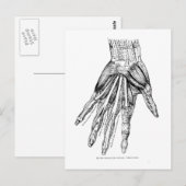  medische tekenspieren briefkaart (Voorkant / Achterkant)