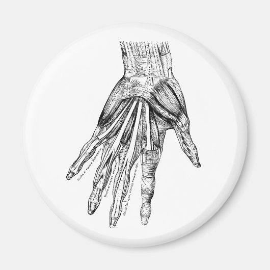 medische tekenspieren magneet (Voorkant)