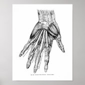 medische tekenspieren poster (Voorkant)