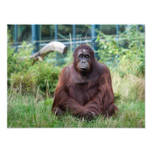 Meditatie Foto Afdruk