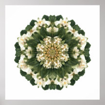Meditatieve Heilige Geometrie: Fractale Flora