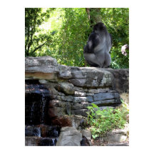 Meditating Silver Back Gorilla