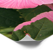 Mediterrane jaarlijkse mallow-bloem. Lavatera Poster (Hoek)