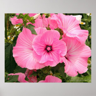 Mediterrane jaarlijkse mallow-bloem. Lavatera Poster