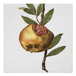 Mediterrane pomegranaatvruchten en zaden van botan perfect poster