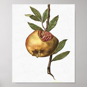 Mediterrane pomegranaatvruchten en zaden van botan poster