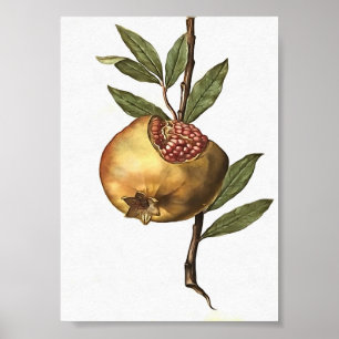 Mediterrane pomegranaatvruchten en zaden van botan poster
