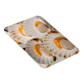 Mediterrane sint-jakobsschelpen magneet (Rechterzijde)