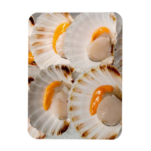 Mediterrane sint-jakobsschelpen magneet (Verticaal)