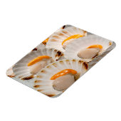 Mediterrane sint-jakobsschelpen magneet (Linkerzijde)