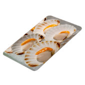 Mediterrane sint-jakobsschelpen magneet (Linkerzijde)