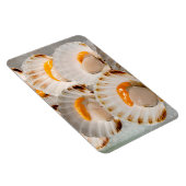 Mediterrane sint-jakobsschelpen magneet (Rechterzijde)