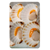 Mediterrane sint-jakobsschelpen magneet (Verticaal)