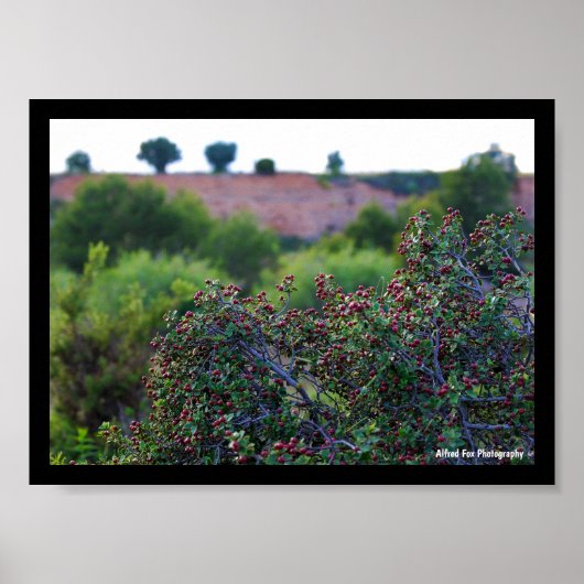 Mediterranean Buckthorn in Canyon Poster (Voorkant)