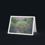 Mediterranean Buckthorn, Rhamnus Alaternus Plant Kaart<br><div class="desc">Mediterranean Buckthorn,  Rhamnus Alaternus Plant Greeting Card. You can easily customize this product for free if you would like to add wording or change the color of the background.</div>