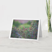 Mediterranean Buckthorn, Rhamnus Alaternus Plant Kaart (Voorkant)