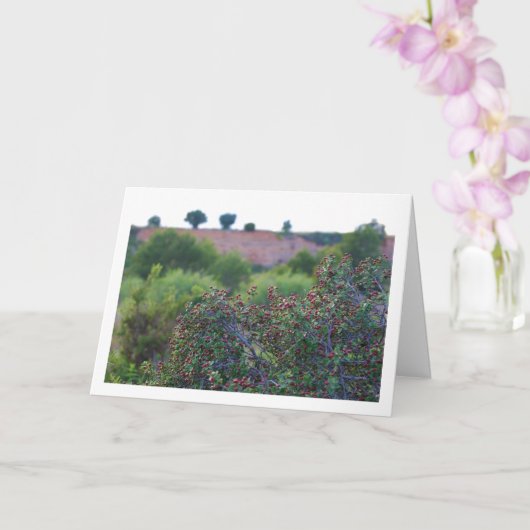 Mediterranean Buckthorn, Rhamnus Alaternus Plant Kaart (Orchidee)